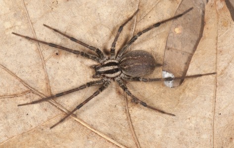 funnel weavers (Family Agelenidae) | spidersrule