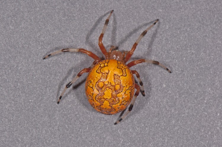 "Halloween Spider" an orange color form of Marbled Orbweaver