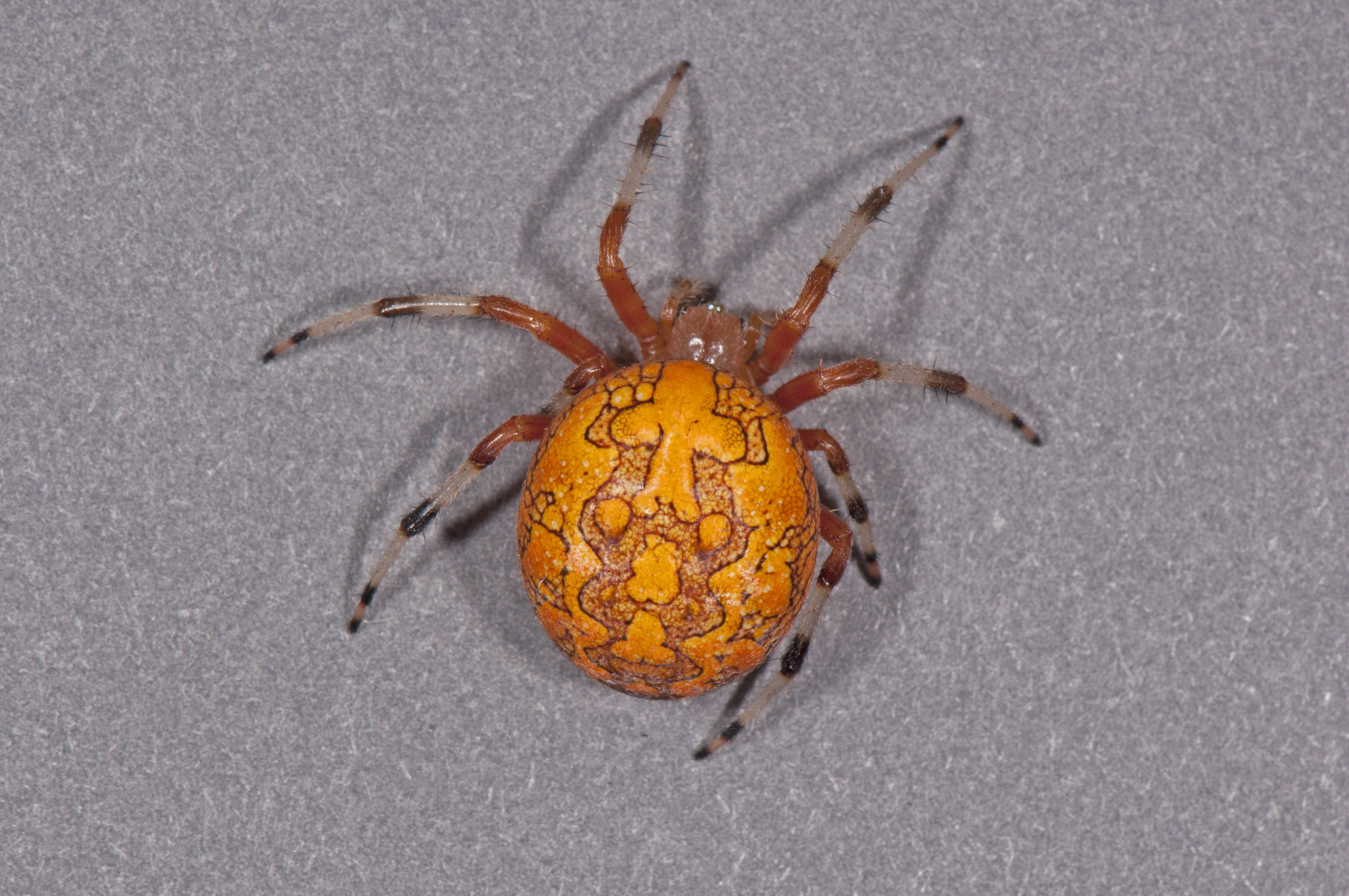 Halloween Spider 