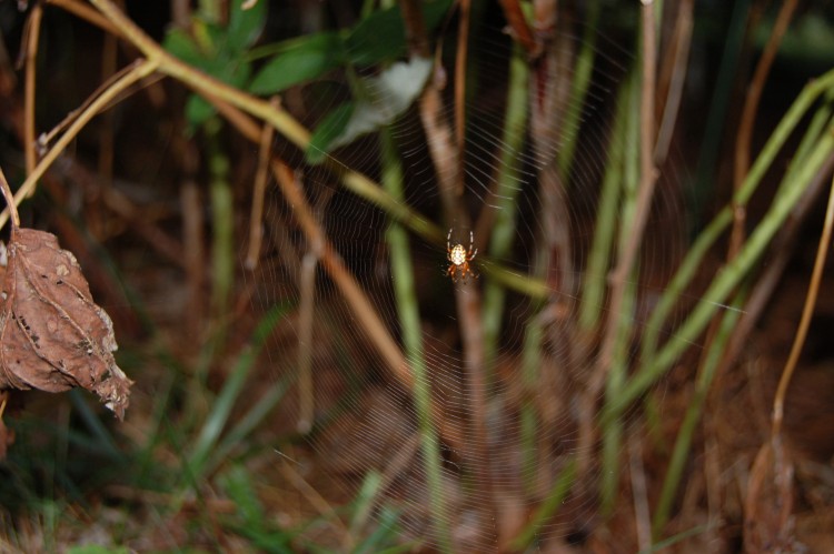 young female Marbled Orbweaver in her web
