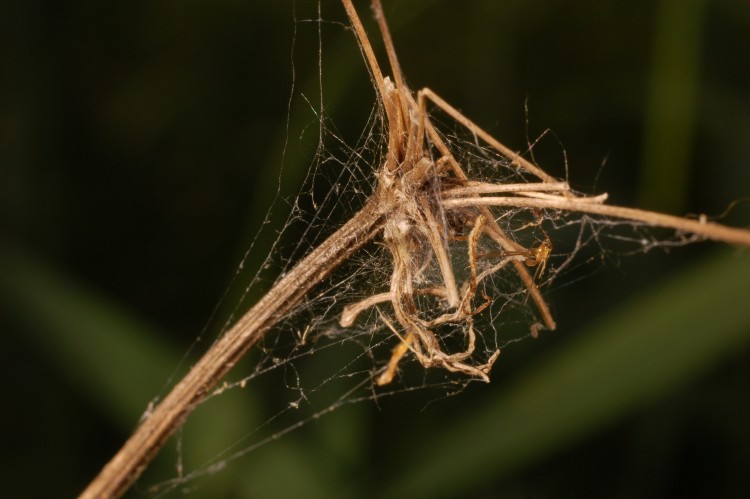 web of a mesh weaver on the tip of a dead plant