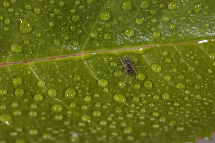 Dictyna foliacea male dwarfed by dew drops on leaf