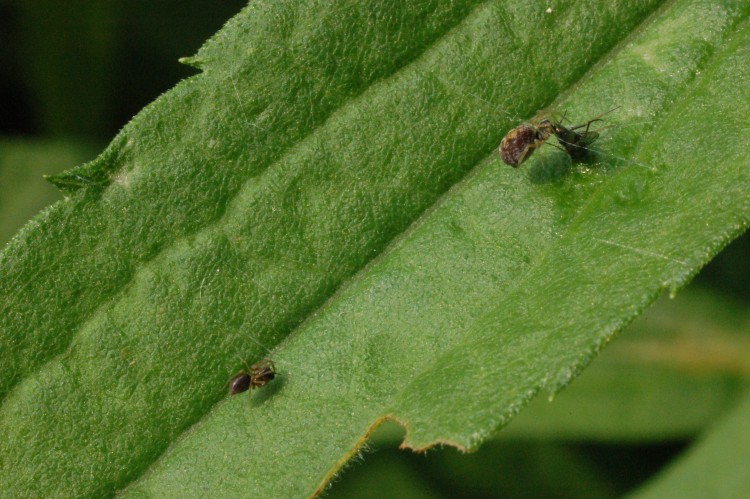 Dictyna foliacea male (left) and female (right)