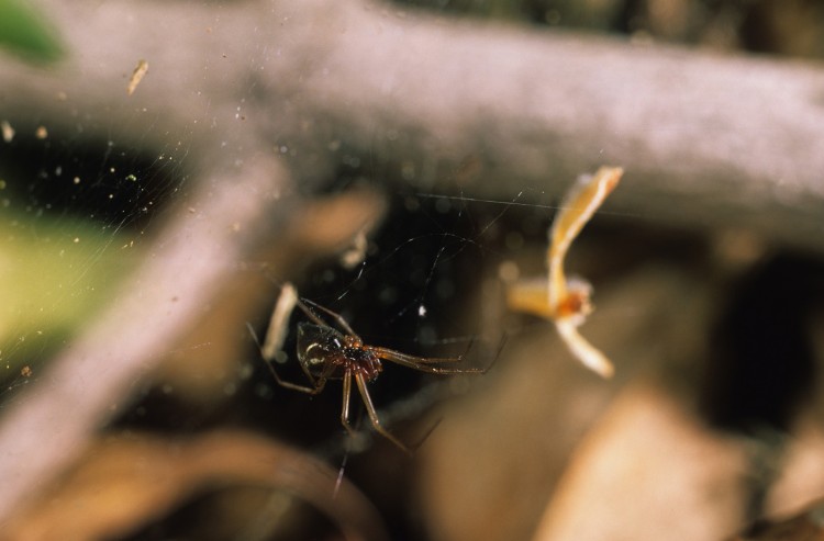 Neriene clathrata female hanging in her web