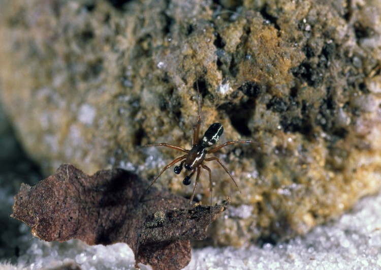 Neriene clathrata adult male