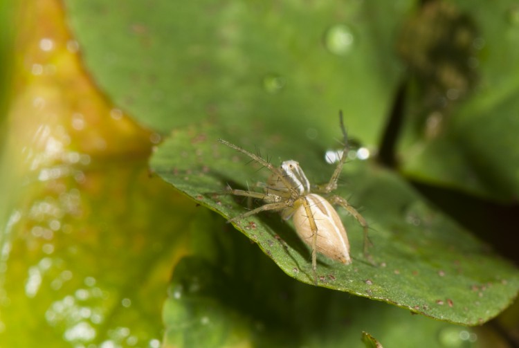Oxyopes salticus immature