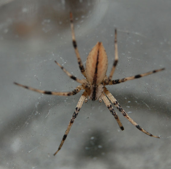 nurseryweb spider (Pisaurina mira) odd color form (var. subinflata)