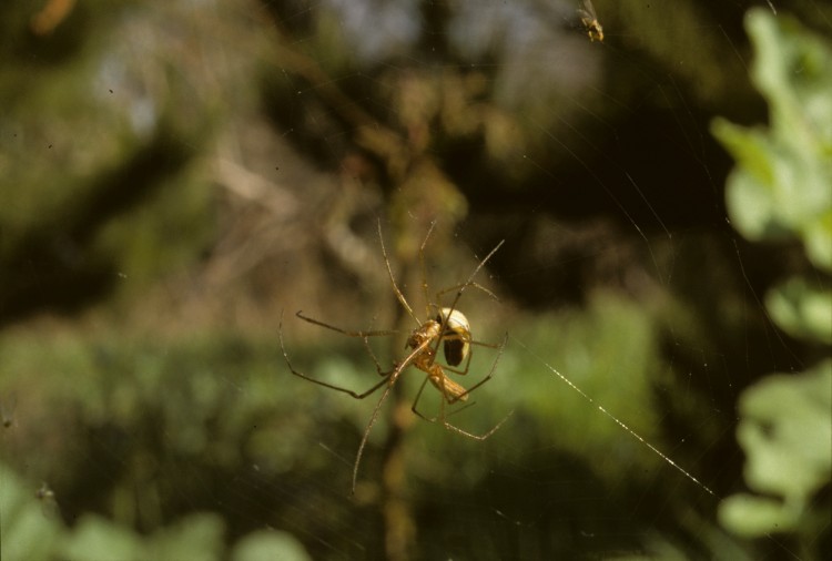 pair of long-jawed spiders mating