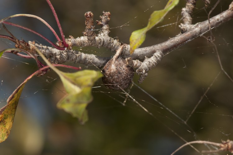 bolas spider (Mastophora timuqua) egg case