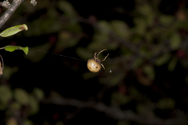 bolas spider (Mastophora timuqua) hunting with her bolas
