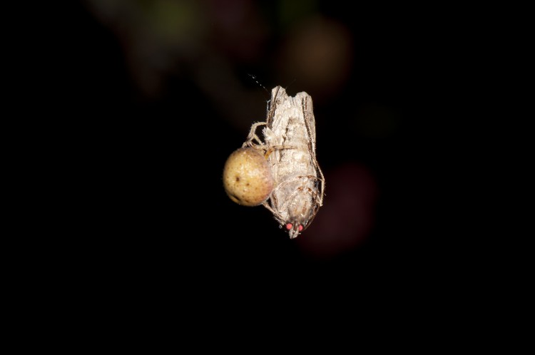 Mastophora timuqua wrapping a moth prey