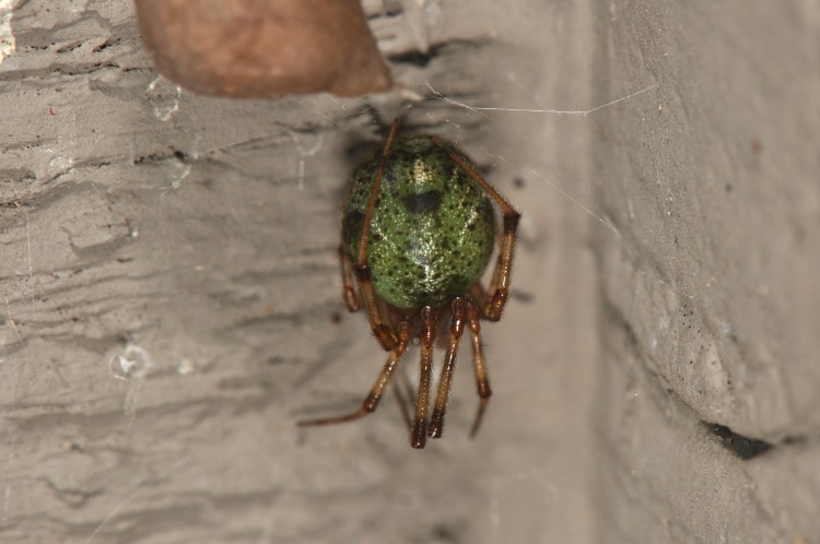 common house spider with green abdomen after eating green stink bug