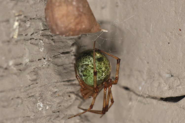 common house spider with green abdomen after eating green stink bug