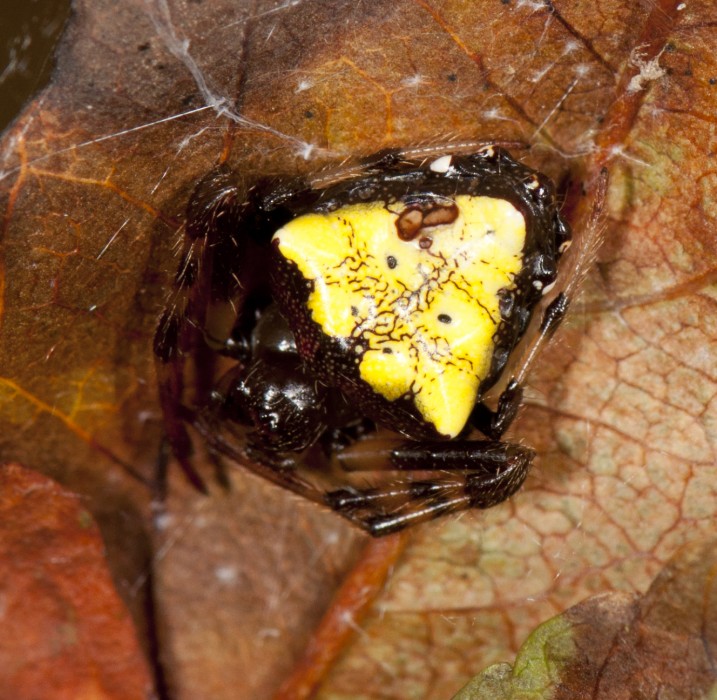 triangulate orbweaver (Verrucosa arenata) black&yellow color form