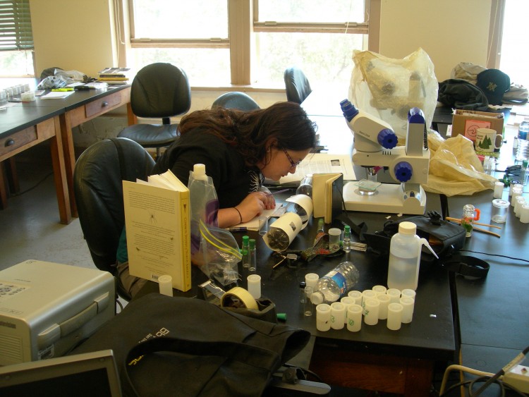 Sara Klips observing jumping spider behavior as part of her research project
