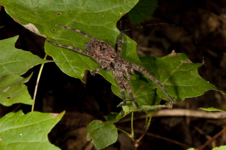 fishing spider (Dolomedes tenebrosus)