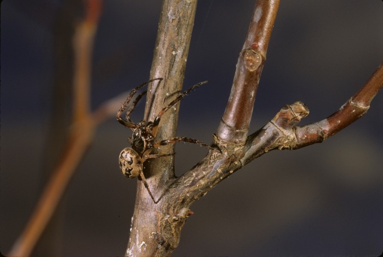 furrow orbweaver (Larinioides cornutus) male searching for a female