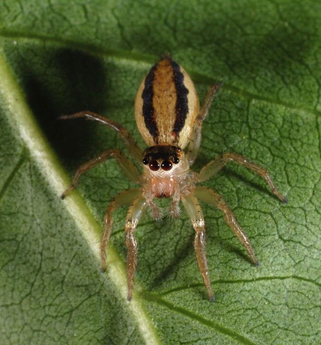 dimorphic jumper (Maevia inclemens) female