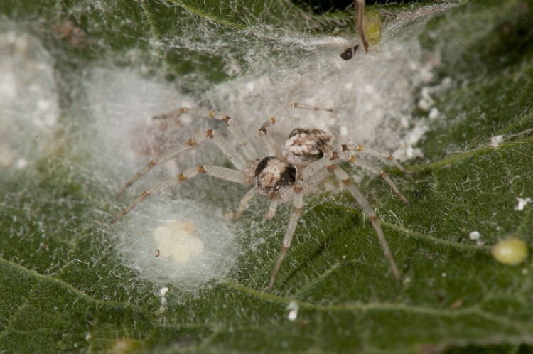 Philodromus imbecillus female guarding an egg case, also with previous cases (now empty)