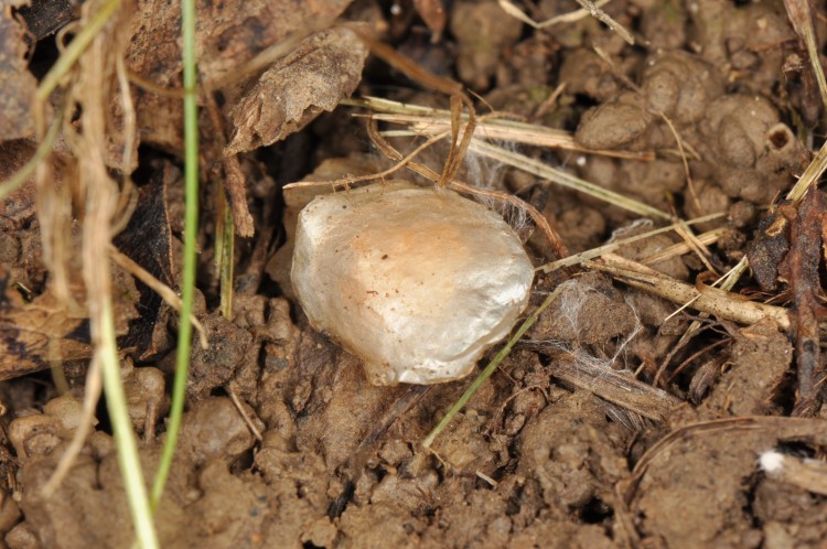 unknown spider egg case