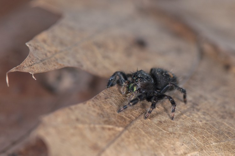Bold jumper (Phidippus audax) an immature emerging in early spring
