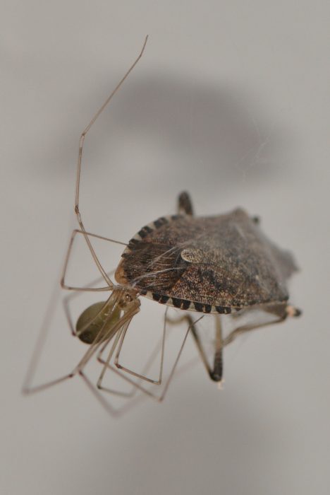 Long-bodied Cellar Spider (Pholcus phalangioides) feasting on a Brown Marmorated Stink bug that it found in our basement.