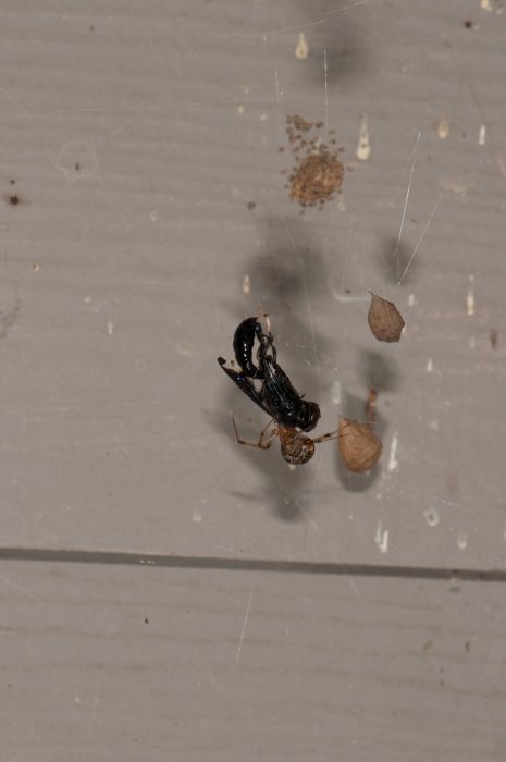 Common house spider with male Trypoxylon wasp prey