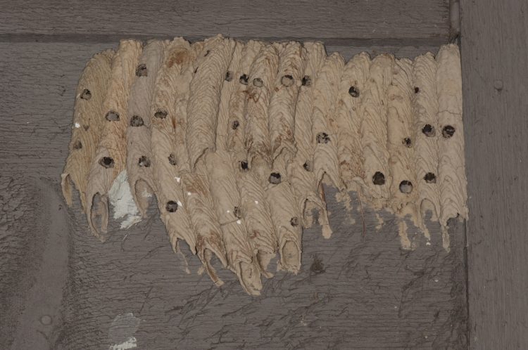 large array of Trypoxylon nest tubes said to resemble a pipe organ