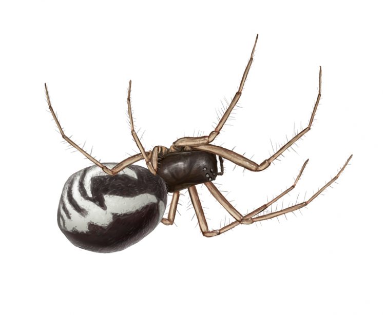 female bowl and doily spider (Frontinella communis) illustration by Steve Buchanan