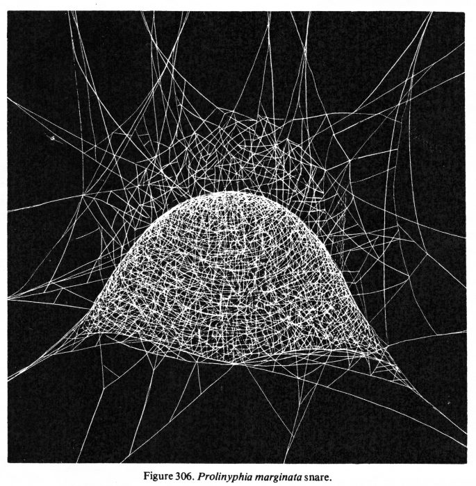 illustration of a filmy dome spider's web, from B.J. Kaston's How to Know the Spiders