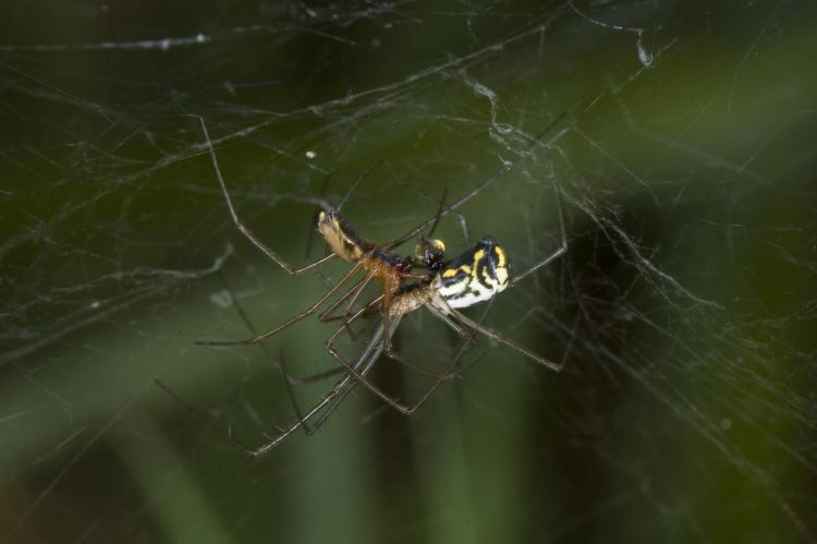 pair of filmy dome spiders mating, note the expanded hematodocha of the male