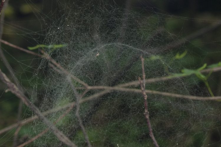 web of a filmy dome spider