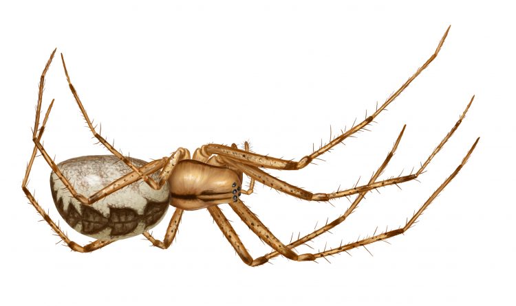 female hammock spider (Pityohyphantes costatus) illustration by Steve Buchanan