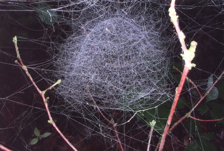 Alan Knowles photo (scanned) of a filmy dome spider in her dewy web enhanced by flash