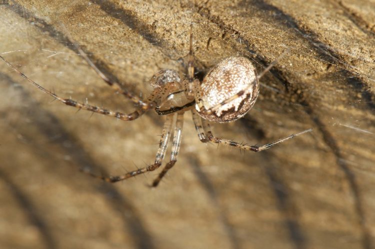 hammock spider (Pityohyphantes costatus) female eating a prey item in a retreat under a culvert at the edge of her web
