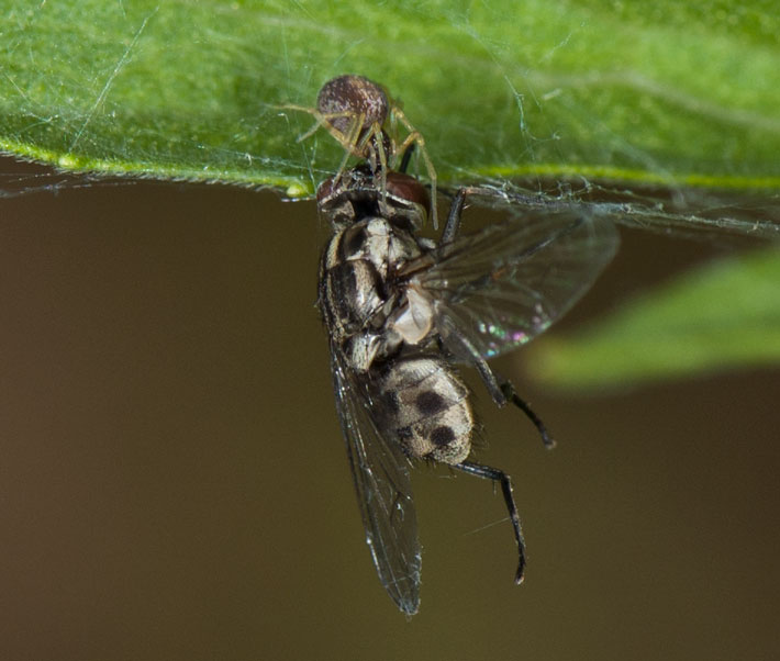 photo of meshweaver with large prey (fly)