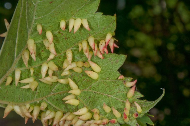 photo of grape leaf with tube galls