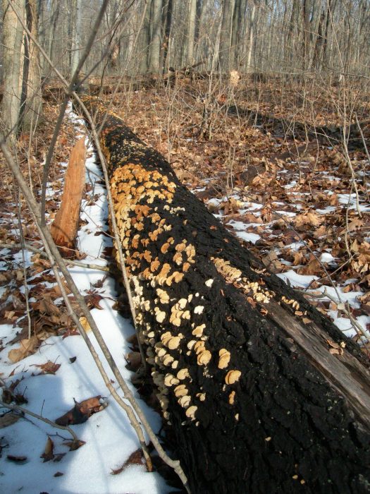 decomposing log at Highbanks Metropark, Delaware County, Ohio