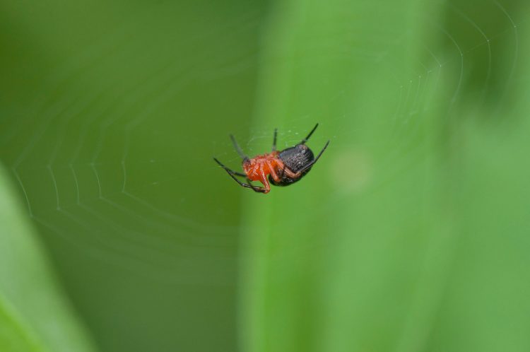 Hypsosinga rubens female in her web