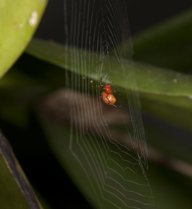 Hypsosinga rubens female light form in her web