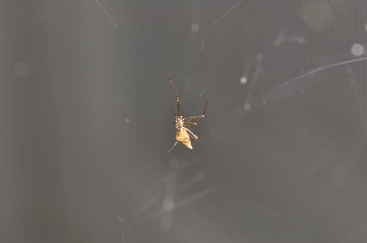 A Neospintharus trigonum female in a silk tangle below the web of an orchard orbweaver (Leucauge venusta).