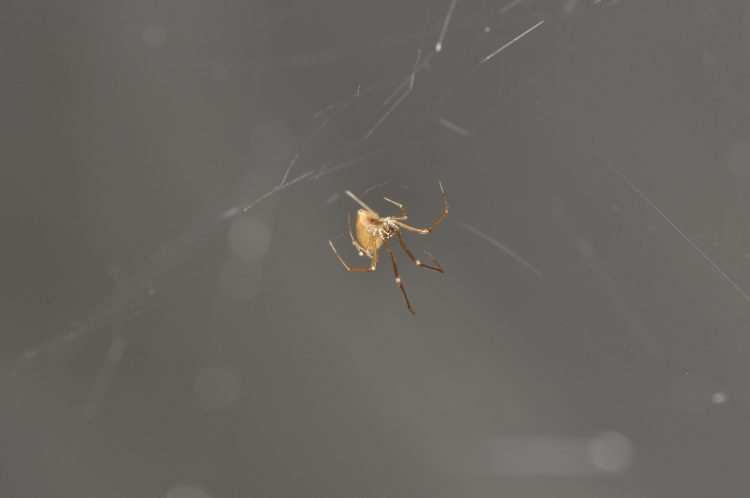 A Neospintharus trigonum female in a silk tangle below the web of an orchard orbweaver (Leucauge venusta).