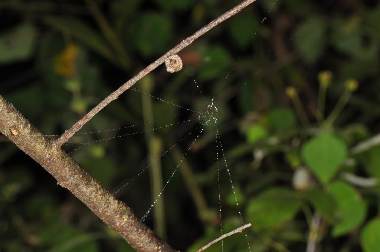 Ocrepeira next to her asterisk web