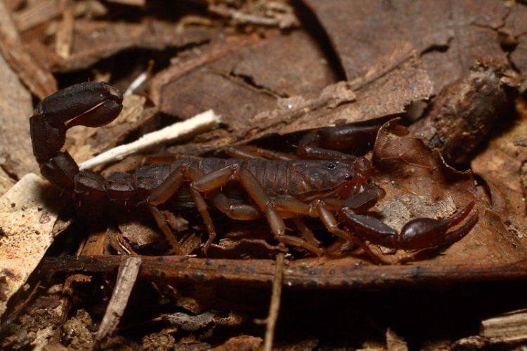 photo of a southern unstriped scorpion (Vaejovis carolinianus) by Kim Fleming