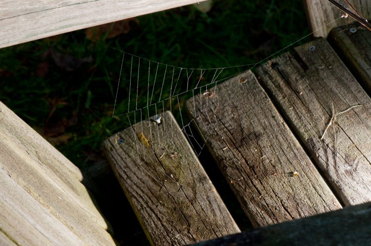 photo of Hyptiotes holding her triangular-shaped web under tension.