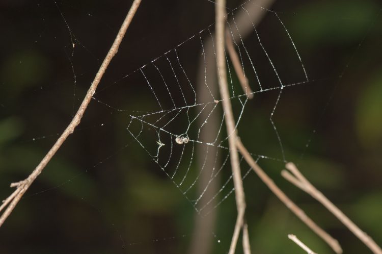 photo of Hyptiotes tending to her web among the dead branches of a shrub.