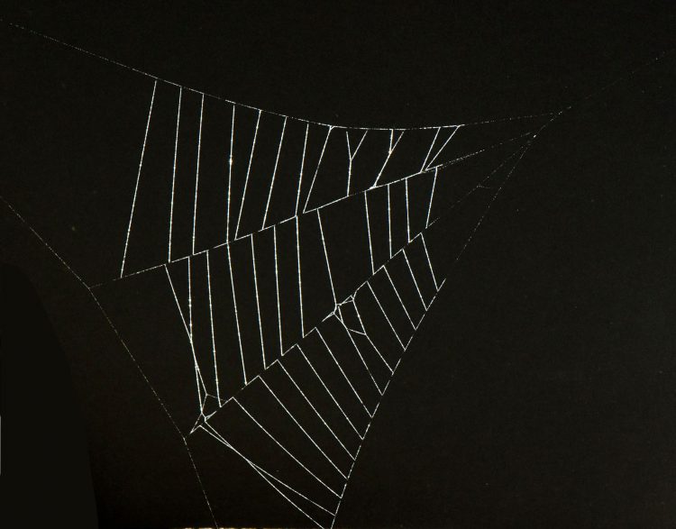 photo of the triangular portion of Hyptiotes web.