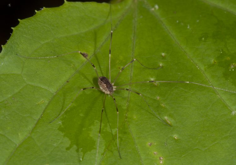 photo of a common harvester on a leaf, probably in the genus Leiobunum