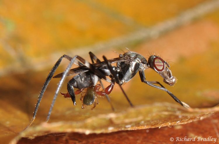 photo of a pseudoscorpion hitching a ride on a fly.