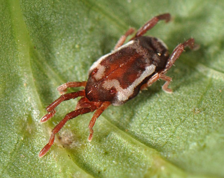 photo of a predatory mite